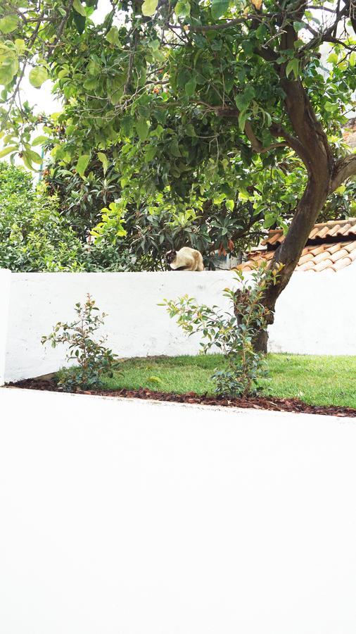 Apartamento Cozy Graca *
